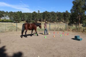 A person leading a horse through some cones without any halter or lead rope